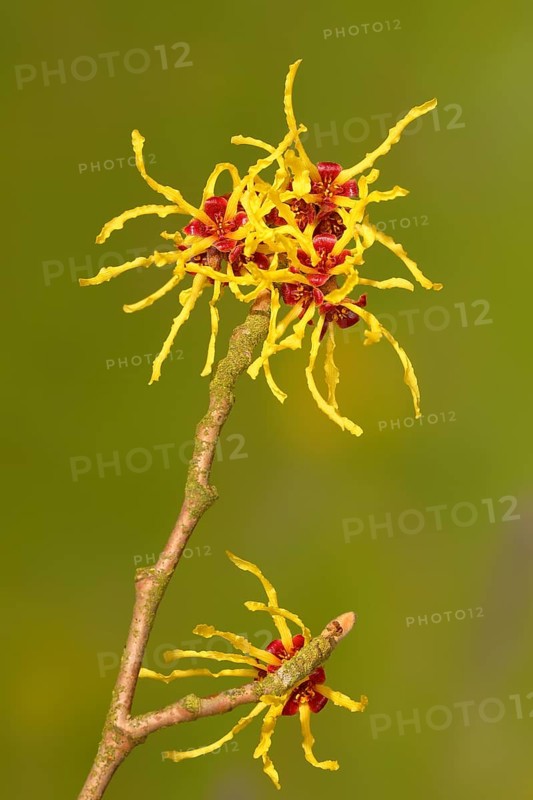 Flowering witch hazel