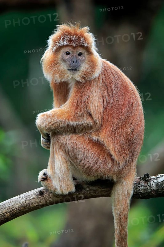 Javan lutung