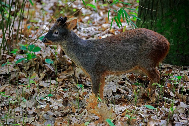 Southern pudu