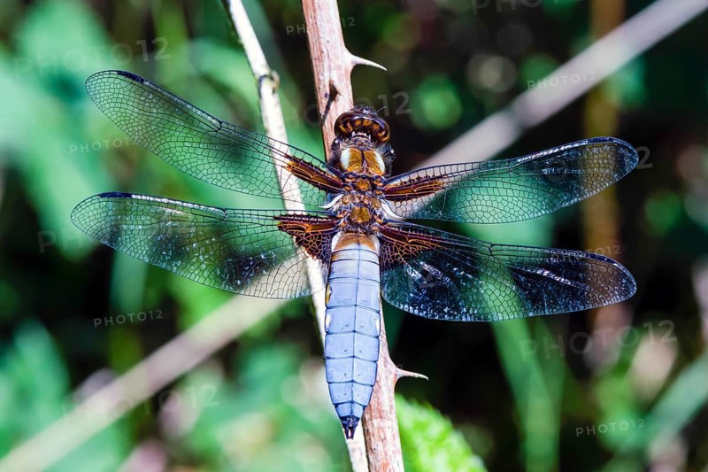 Broad-bodied chaser