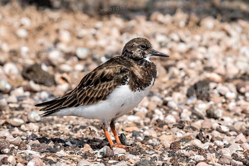 Ruddy turnstone
