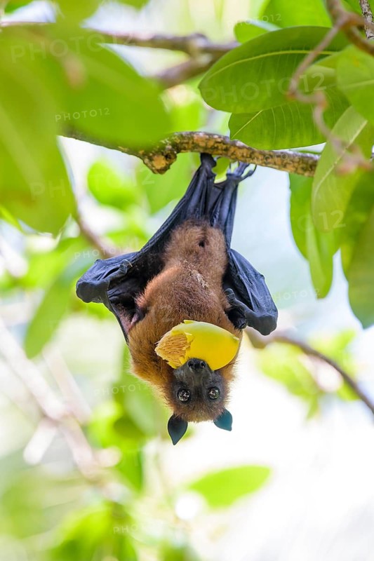 Indian Flying Fox