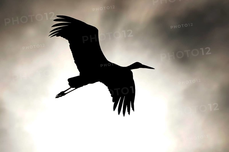 White stork