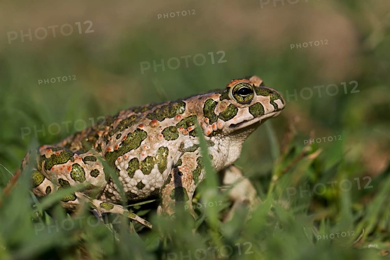 European green toad