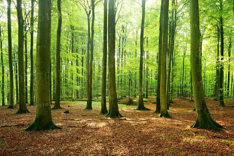 Sunny hall-like semi-natural beech forest