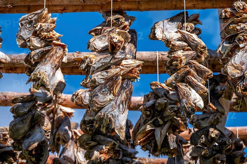 Cod heads drying on wooden rack