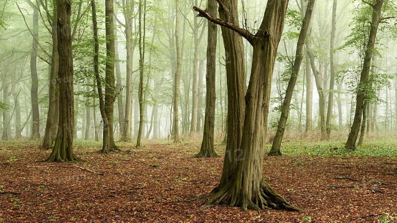 European hornbeams