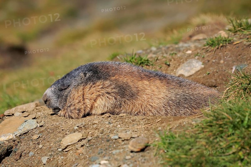 Alpine Marmot