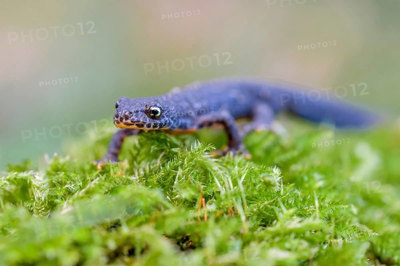 Alpine newt