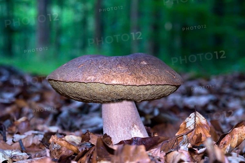 Summer boletus