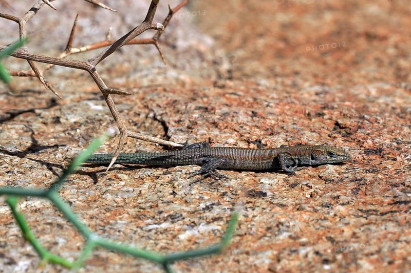 Atlantic lizard