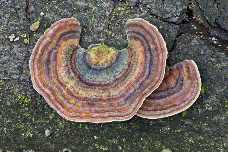 Yellowing Curtain Crust