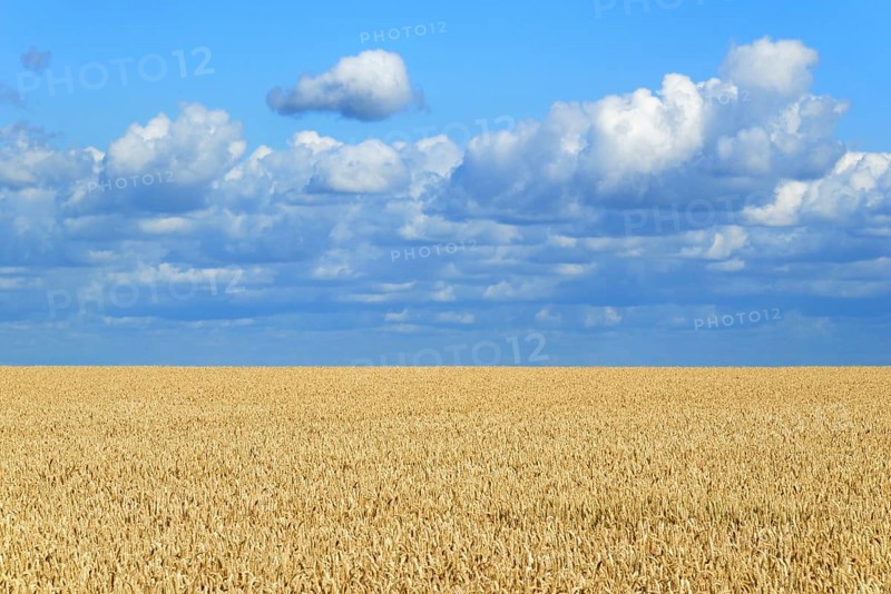 Wheat field