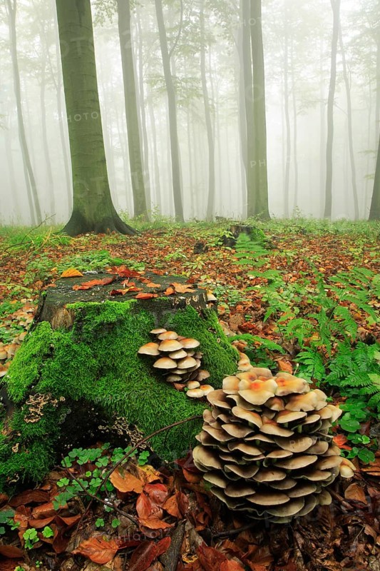 Beech forest