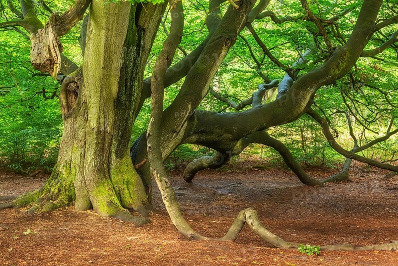 Huge overgrown beech