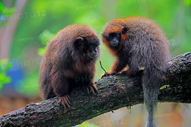 Red spring monkey