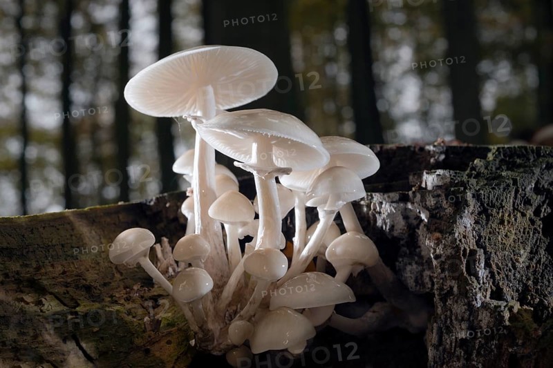 Beech slime blossom