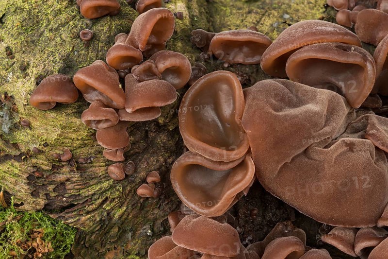 Auricularia auricula-judae