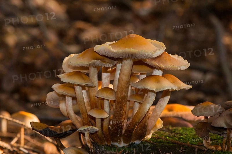Conifer tuft