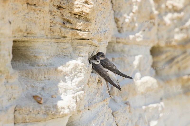 Sand Martin