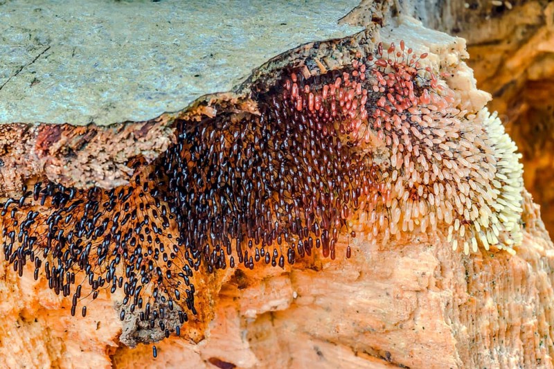 Comatricha nigra