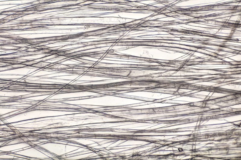 Linen fiber