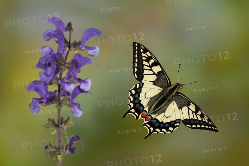 Swallowtail