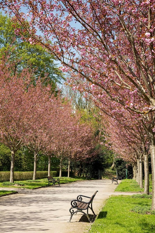 Japanese Cherry
