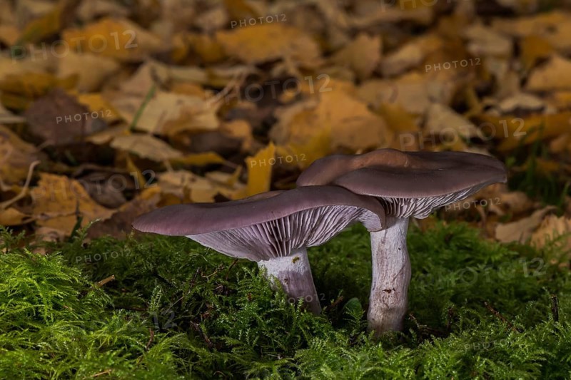 Wood blewit
