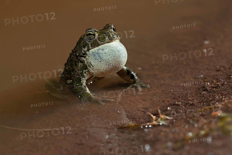 European green toad