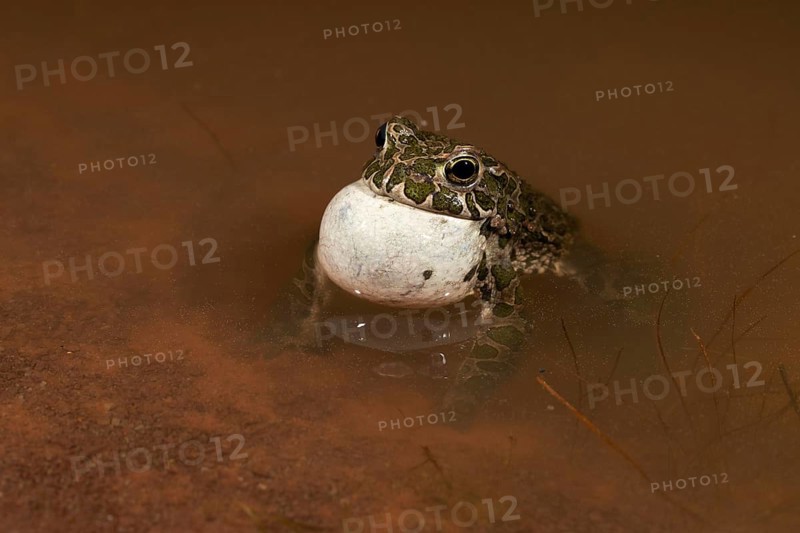 European green toad