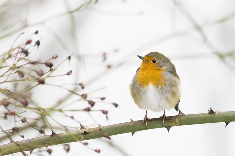European robin