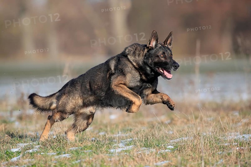 German shepherd dog