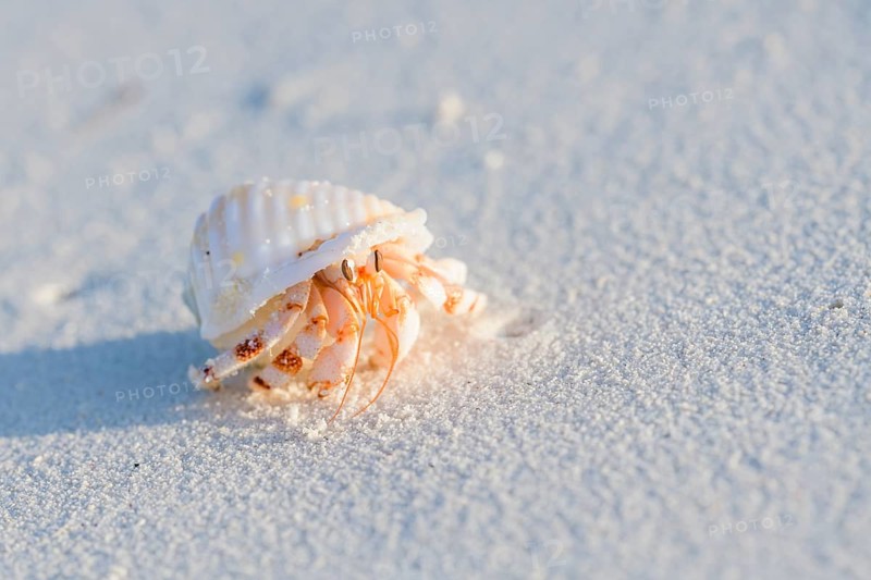 Common hermit crab