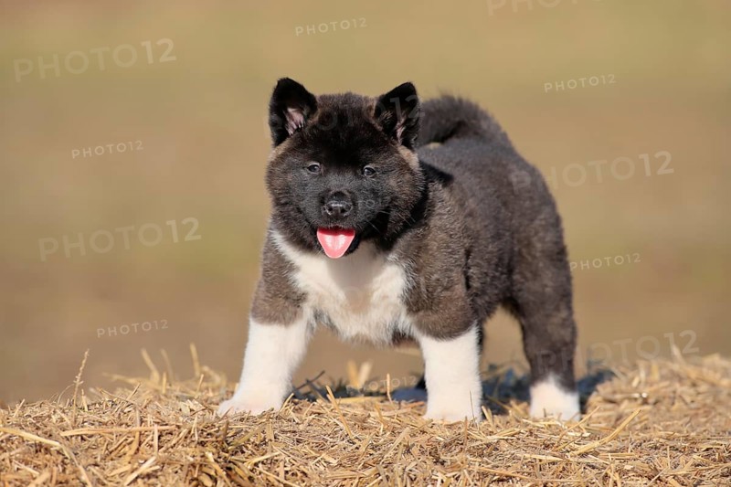 American Akita puppy