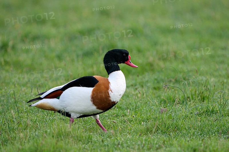 Common shelduck