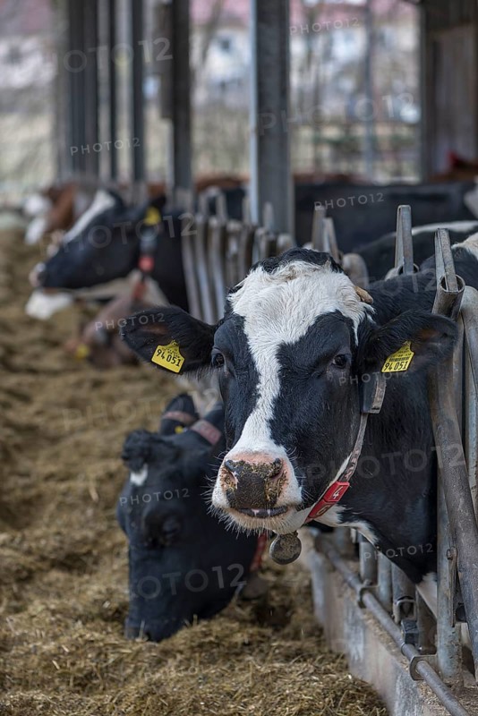 Holstein cows at the feeding fence in an open cowshed