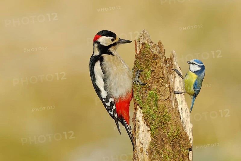 Great spotted woodpecker