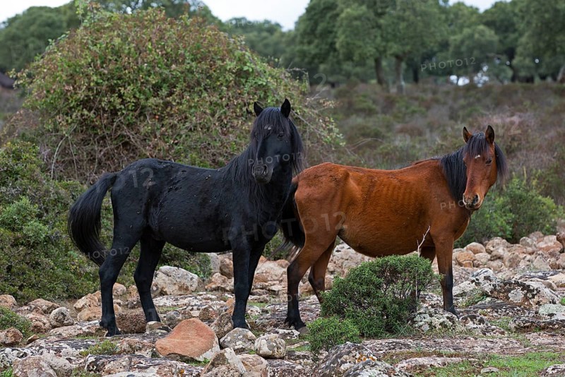 Giara horse