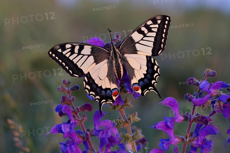 Swallowtail
