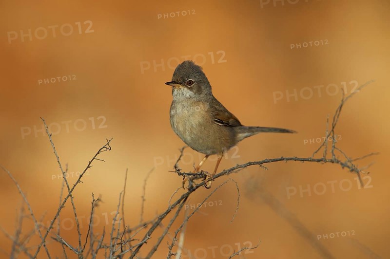 Spectacled warbler