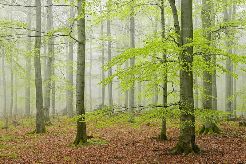 Beech forest with fog in early spring