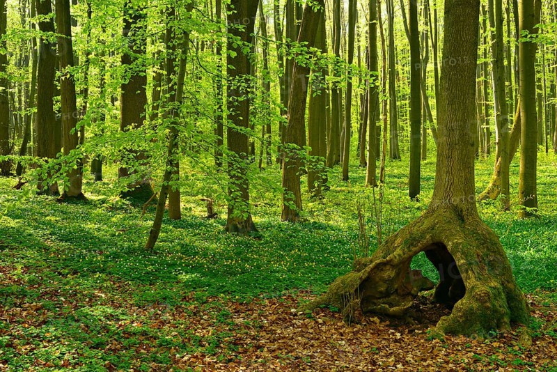 Sunny untouched natural beech forest in spring with stilt tree