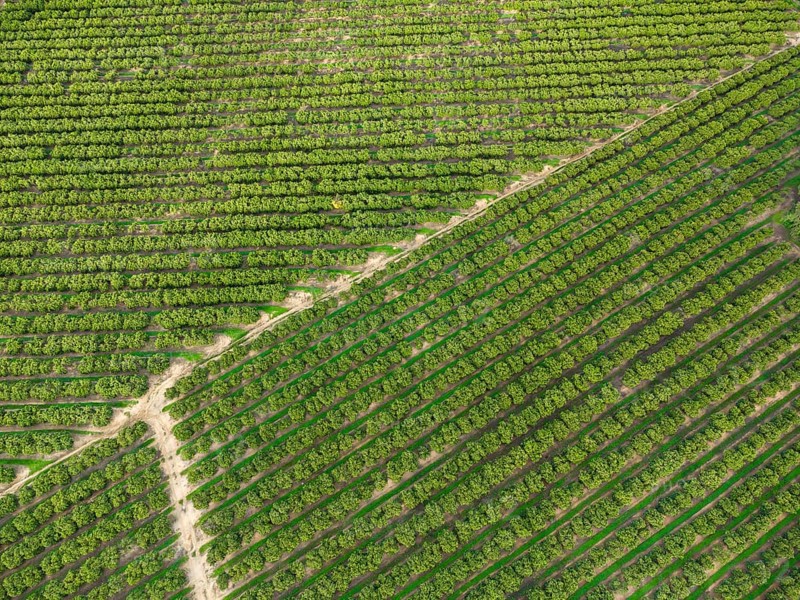 Aerial view of orange grove creating great texture