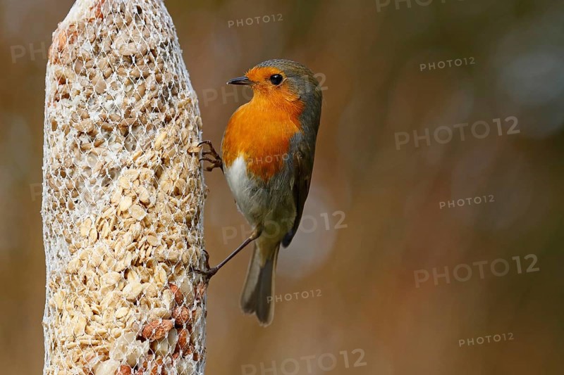 European robin