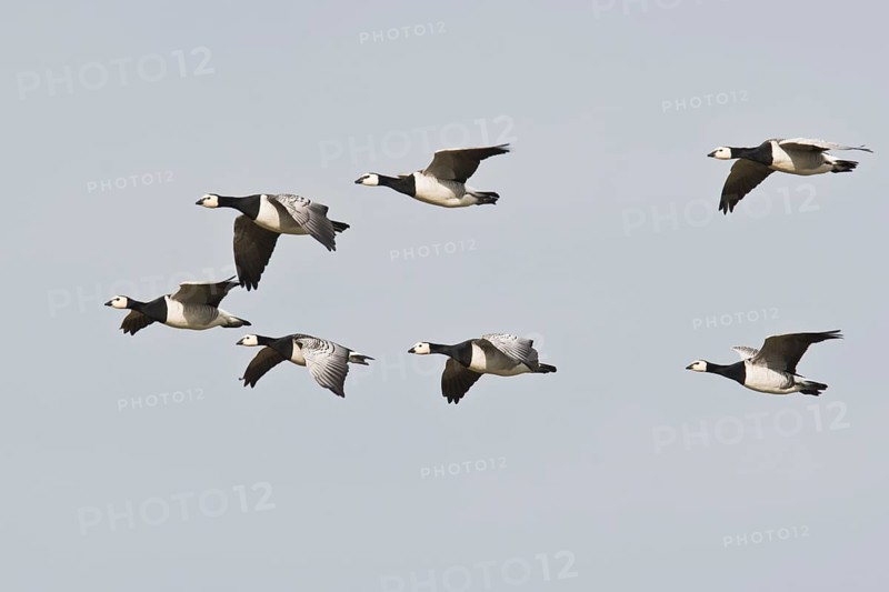 Barnacle Geese