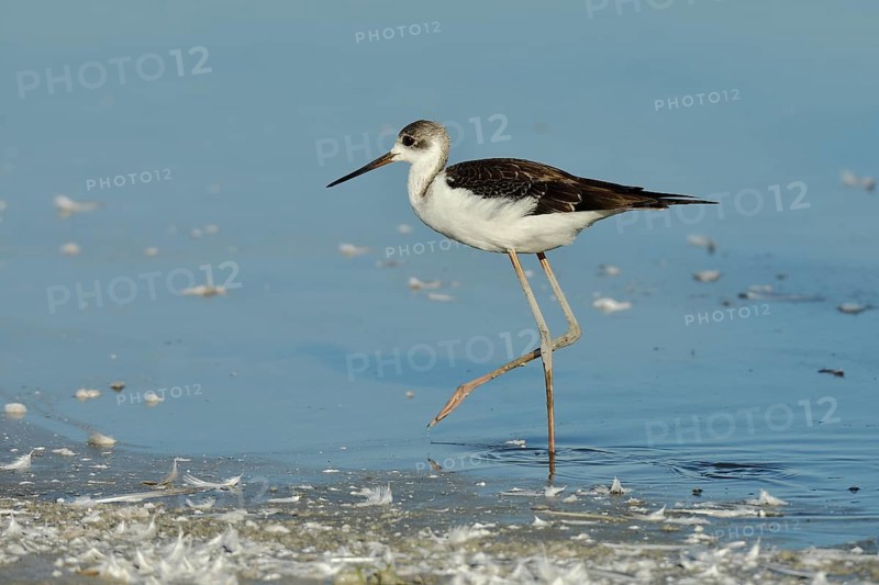 Black-winged Black-winged Stilt