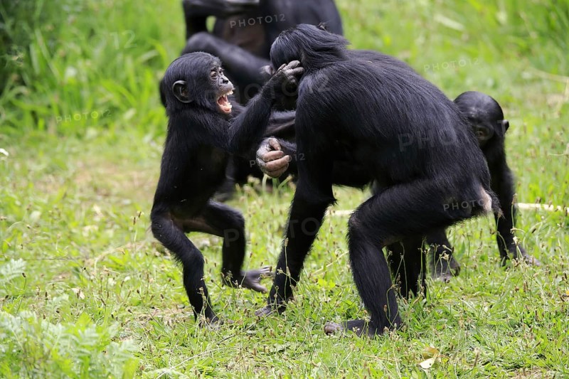 Bonobo