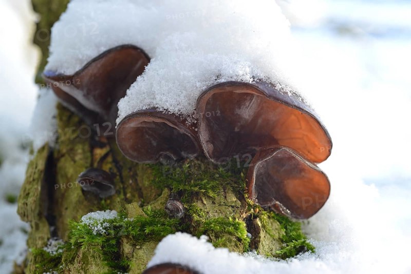 Auricularia auricula-judae