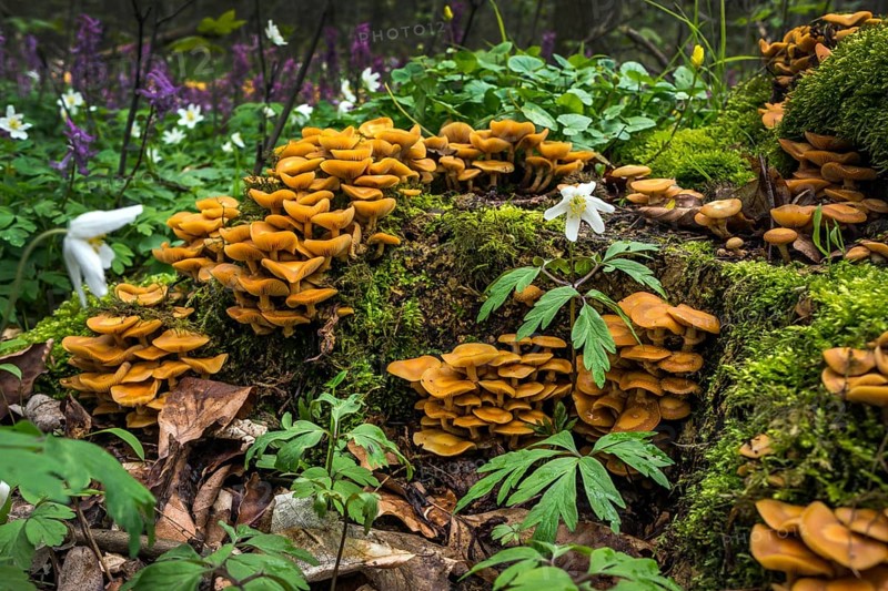 Wood sponge